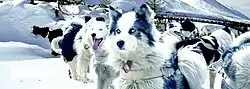 Yakutian Laika