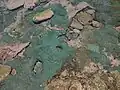 Top view of a group from an Ecuadorian tidepool