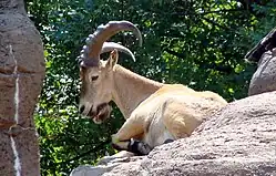 West Caucasian tur (status: near threatened)